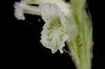 Greenvein ladies tresses